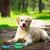 Zoomtopia Gamelle pliable en silicone pour chien et chat 2 Pièces