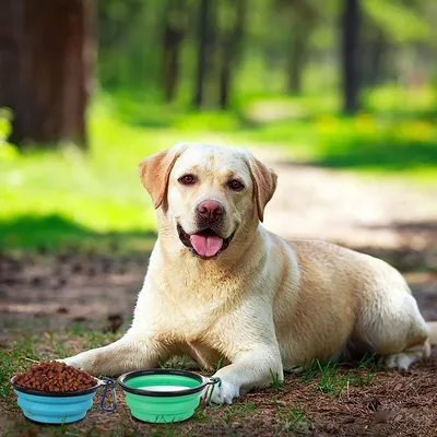 Zoomtopia Gamelle pliable en silicone pour chien et chat 2 Pièces