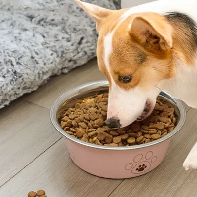 Zoomtopia Gamelle en acier inoxydable pour chien et chat