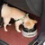 Zoomtopia Bols d'eau potable pour chats et chiens