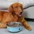 Zoomtopia Gamelle épaisse antidérapante en acier inoxydable pour chien