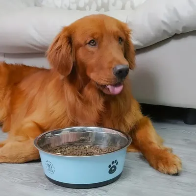 Zoomtopia Gamelle épaisse antidérapante en acier inoxydable pour chien