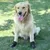 Zoomtopia Schutzstiefel für Hunde Zoomtopia Schutzstiefel für Hunde