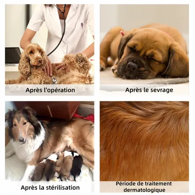 Zoomtopia Vêtements de rééducation pour chiens