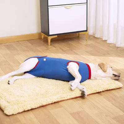 Zoomtopia Combinaison de convalescence pour chien