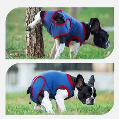 Zoomtopia Combinaison de convalescence pour chien