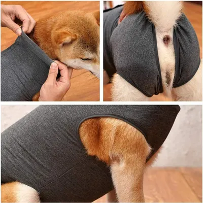 Zoomtopia Vêtements de rééducation pour chiens