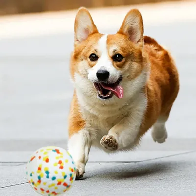 Zoomtopia 2 PCS Balle Interactive Haute Élasticité pour Chien et Chat