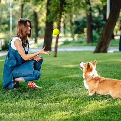 Zoomtopia Balles de tennis pour chien et chat 3 pièces
