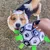 Zoomtopia Ballon de football pour chien