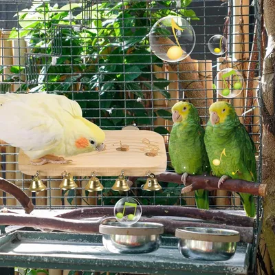 Zoomtopia Perchoir en bois pour perroquet avec jouet à mâcher et clochette