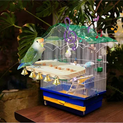 Zoomtopia Perchoir en bois pour perroquet avec jouet à mâcher et clochette