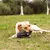 Zoomtopia  Jouet à mâcher en forme d'haltère pour chien