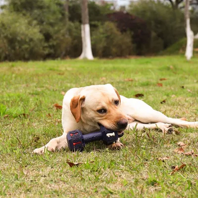 Zoomtopia  Jouet à mâcher en forme d'haltère pour chien
