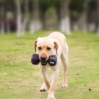 Zoomtopia  Jouet à mâcher en forme d'haltère pour chien