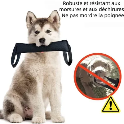 Zoomtopia Bâton à mâcher interactif pour chien