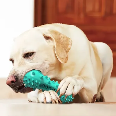 Zoomtopia Jouets de Nettoyage des Dents pour Chien