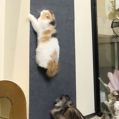 Zoomtopia Alfombrilla adhesiva que gatos trepen paredes, ventanas muebles