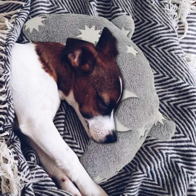 Zoomtopia Coussin apaisant en forme de lune pour chats et chiens