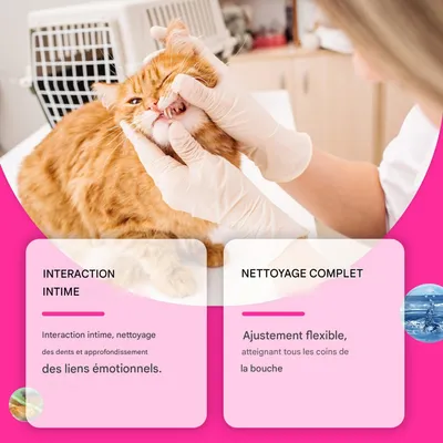 Zoomtopia Lingettes dentaires pour animaux 50 comprimés