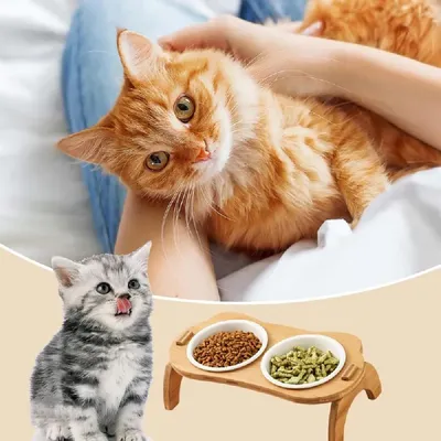 Zoomtopia 15 ° Incliné Plat Surélevé en Anti Vomissements Bol pour Chat