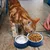 Zoomtopia Double gamelle pour chat