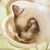 Zoomtopia Gamelle double pour chat avec protection du cou
