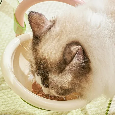 Zoomtopia Gamelle double pour chat avec protection du cou