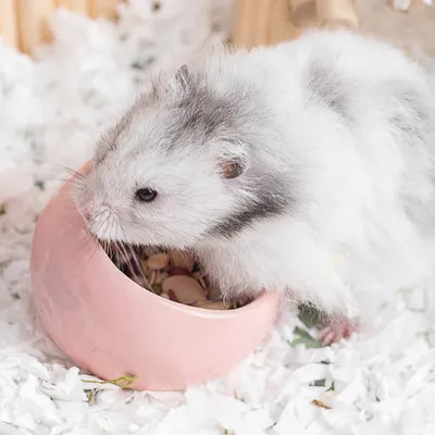 Zoomtopia Bol en céramique pour rongeurs