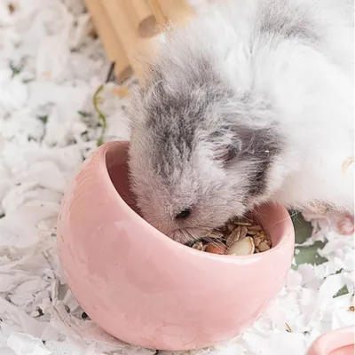 Zoomtopia Bol en céramique pour rongeurs