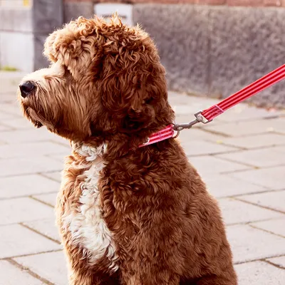 Barkalot Collier pour chien - Rose