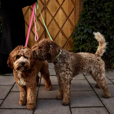 Barkalot Collier pour chien - Rose Barkalot Collier pour chien - Rose