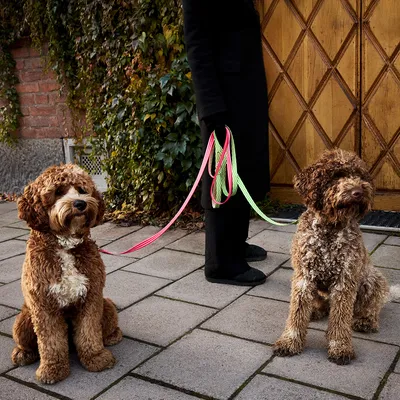 Barkalot Collier pour chien - Rose Barkalot Collier pour chien - Rose