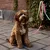 Barkalot Laisse pour chien - Rose