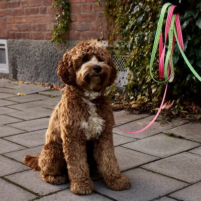 Barkalot Laisse pour chien - Rose