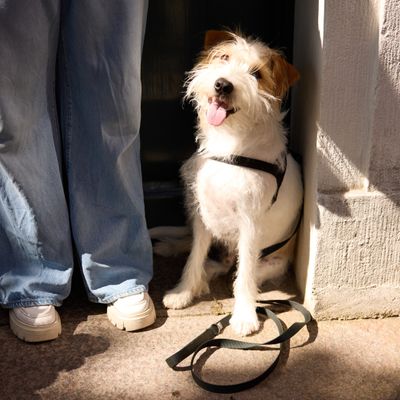 Barkalot Harnais Pour Chien Noir de Poix - XS