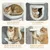 PawHut - Tour pour chat 4 niv. 3 balles jeu et griffoirs H.101cm-Gris Blanc PawHut - Tour pour chat 4 niv. 3 balles jeu et griffoirs H.101cm-Gris Blanc