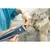 Tondeuse de précision pour animaux PRECISIA 5 W