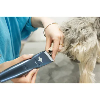 Tondeuse de précision pour animaux PRECISIA 5 W