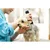 Tondeuse pour animaux INITIA 5 W