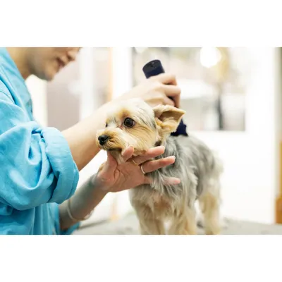 Tondeuse pour animaux INITIA 5 W