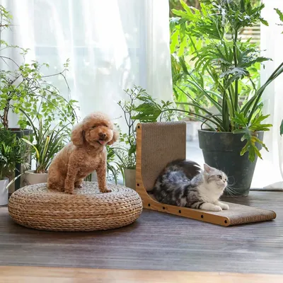 Pawffee Planche Gratter en Forme de L de 68 cm de Haut pour Mur et Coin