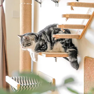 Pawffee Étagère Murale Flottante avec Tapis Griffoir pour Chat