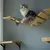 Pawffee Étagère Murale pour Chat, Pont, Perche, Arbre à Chat, Pawffee Étagère Murale pour Chat, Pont, Perche, Arbre à Chat,