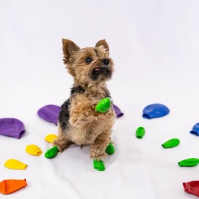 PAWZ chaussures pour chien