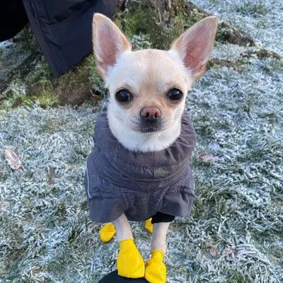 PAWZ chaussures pour chien