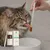 VetyVert - Complément alimentaire vétérinaire - Peau & Poils chat 50 mL