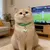MCBOSON Collier de chat et de chien thème Coupe du Monde