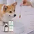 VetyVert - Complément alimentaire vétérinaire - Transit chien 150 mL