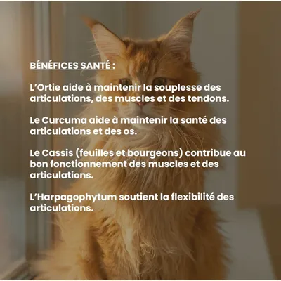 VetyVert –Veterinär-Nahrungsergänzungsmittel –Beweglichkeit für Katzen 50mL